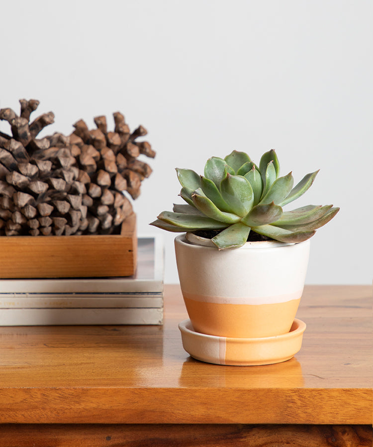 Orange-Peach Ceramic Planter Pot