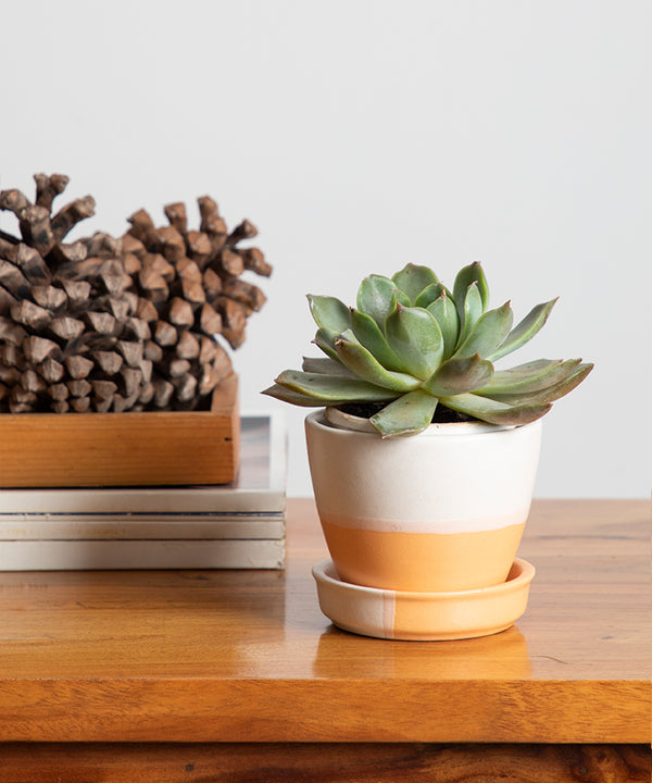 Orange-Peach Ceramic Planter Pot