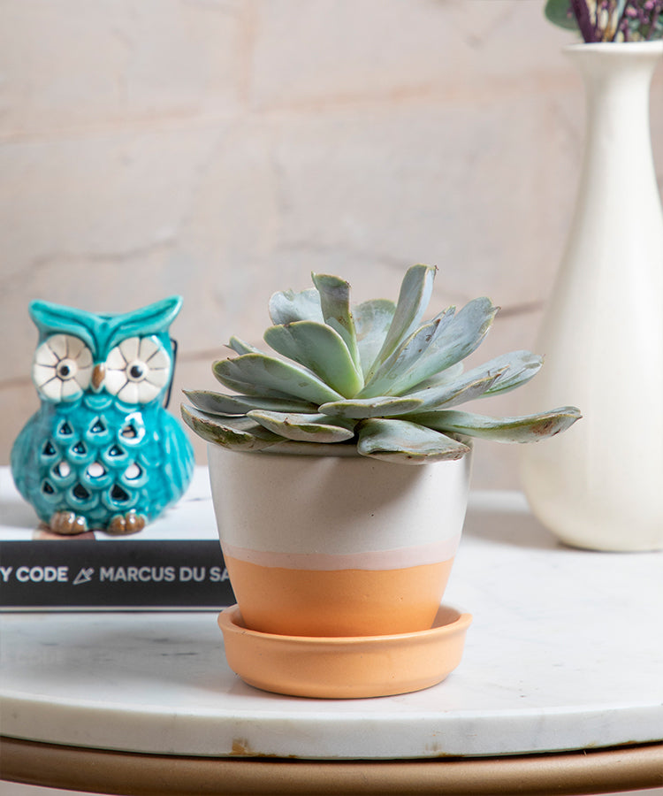 Orange-Peach Ceramic Planter Pot