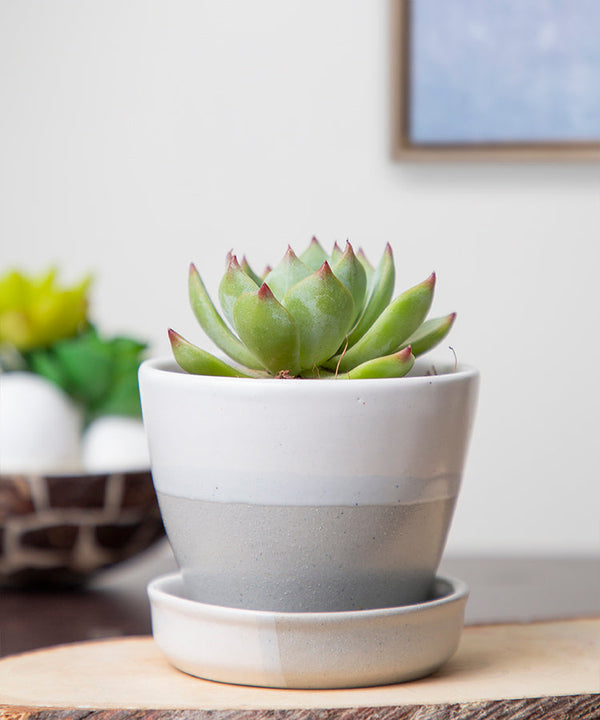 Ceramic Planter Pots