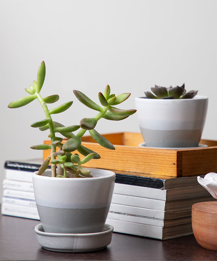 Ceramic Planter Pots with Drainage Holes