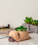 Cuddles the Pup Bulldog Small Succulent Pot